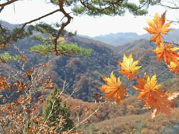 璀璨星光闪耀北京国际电影节，2025年开幕盛典的明星红毯之旅